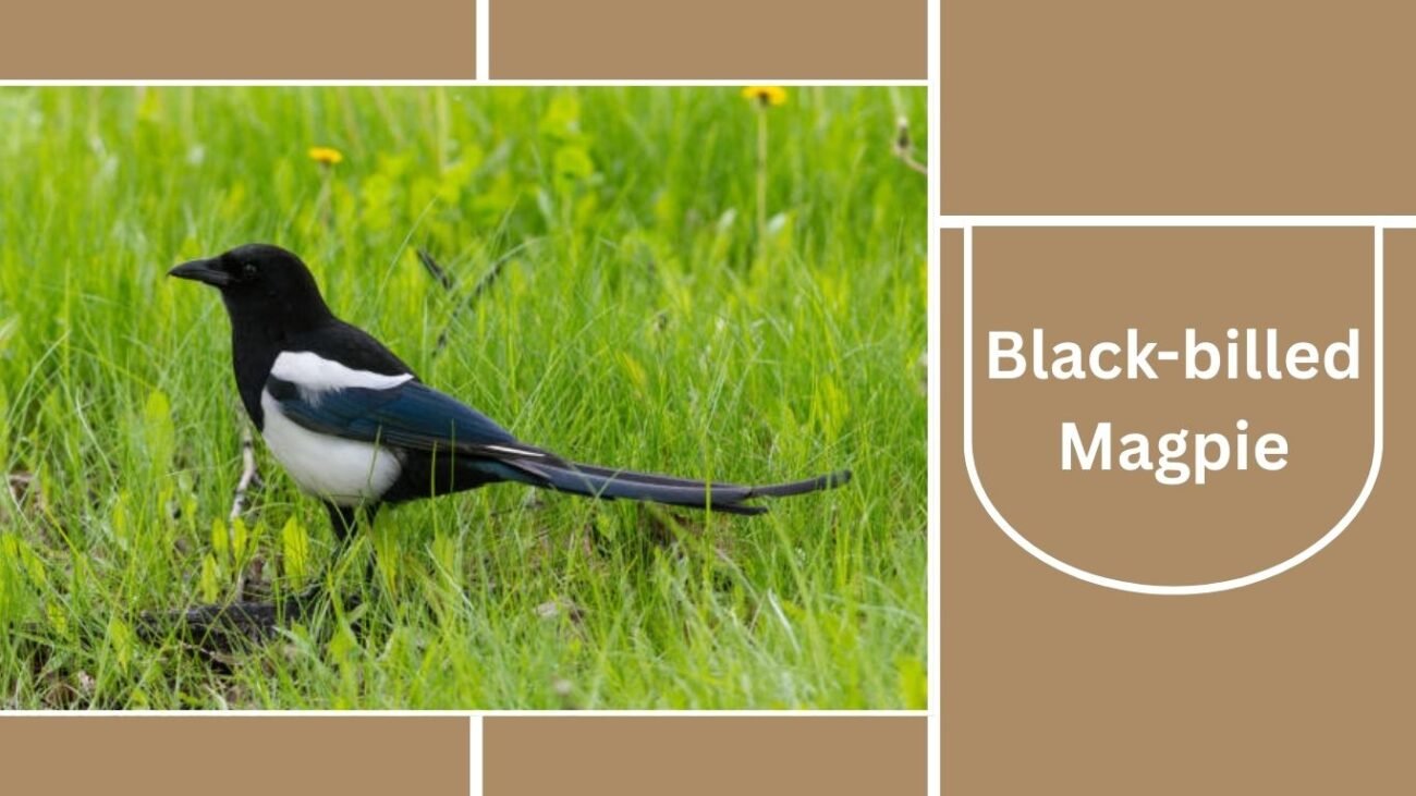Black-billed Magpie