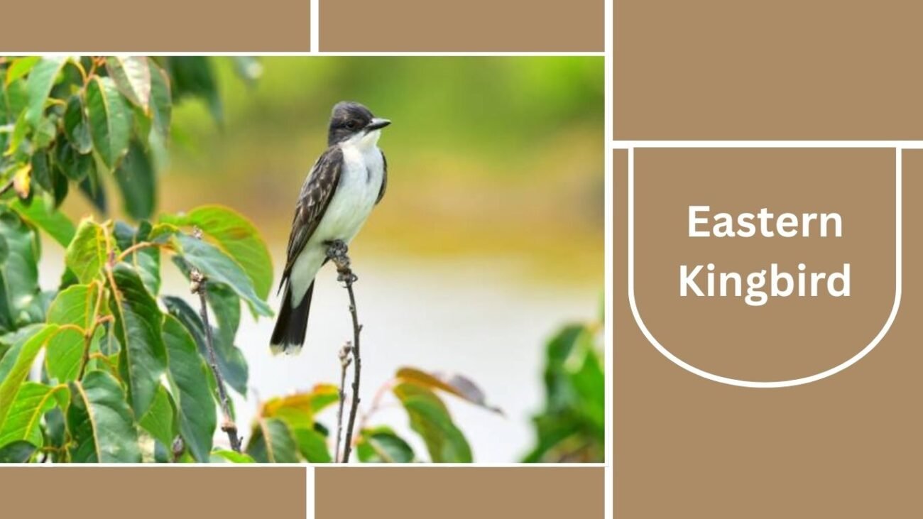 Eastern Kingbird