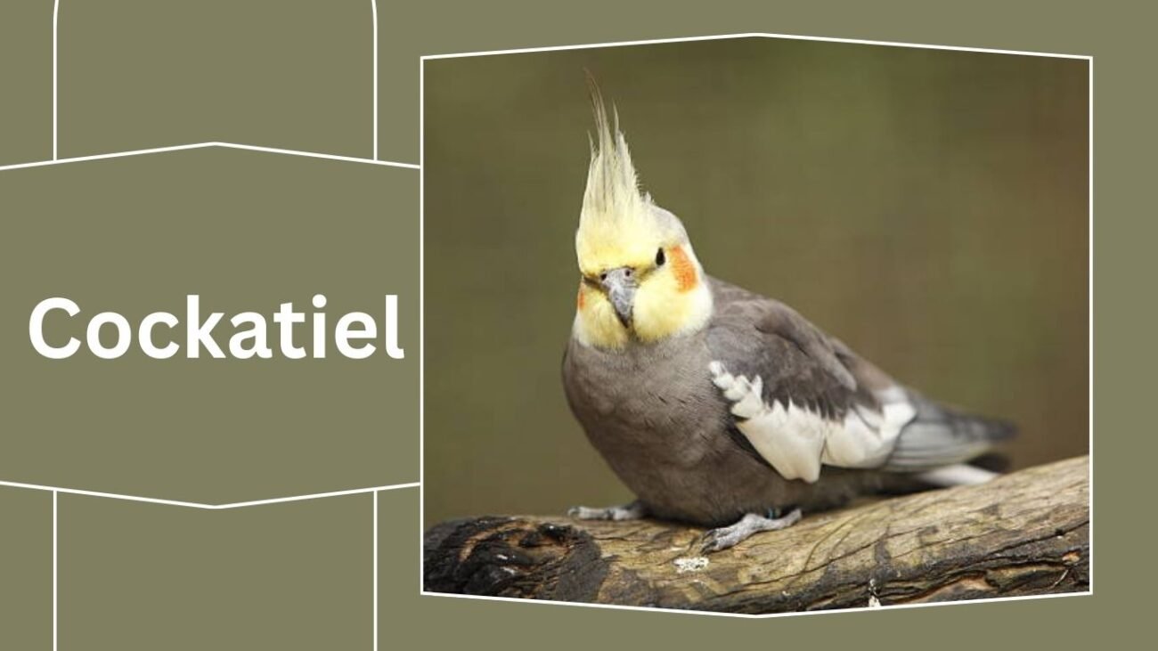 Cockatiel
