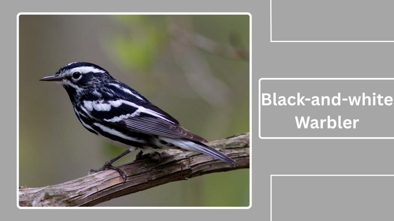 Black-and-white Warbler