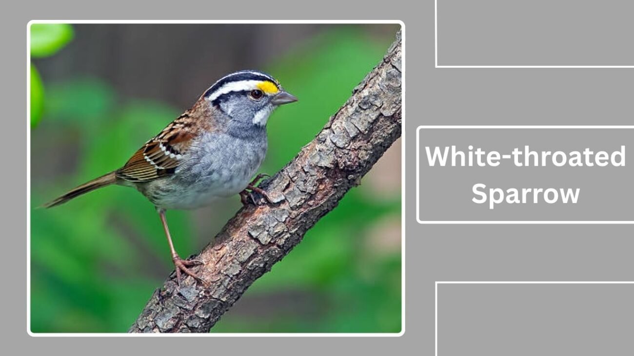 White-throated Sparrow
