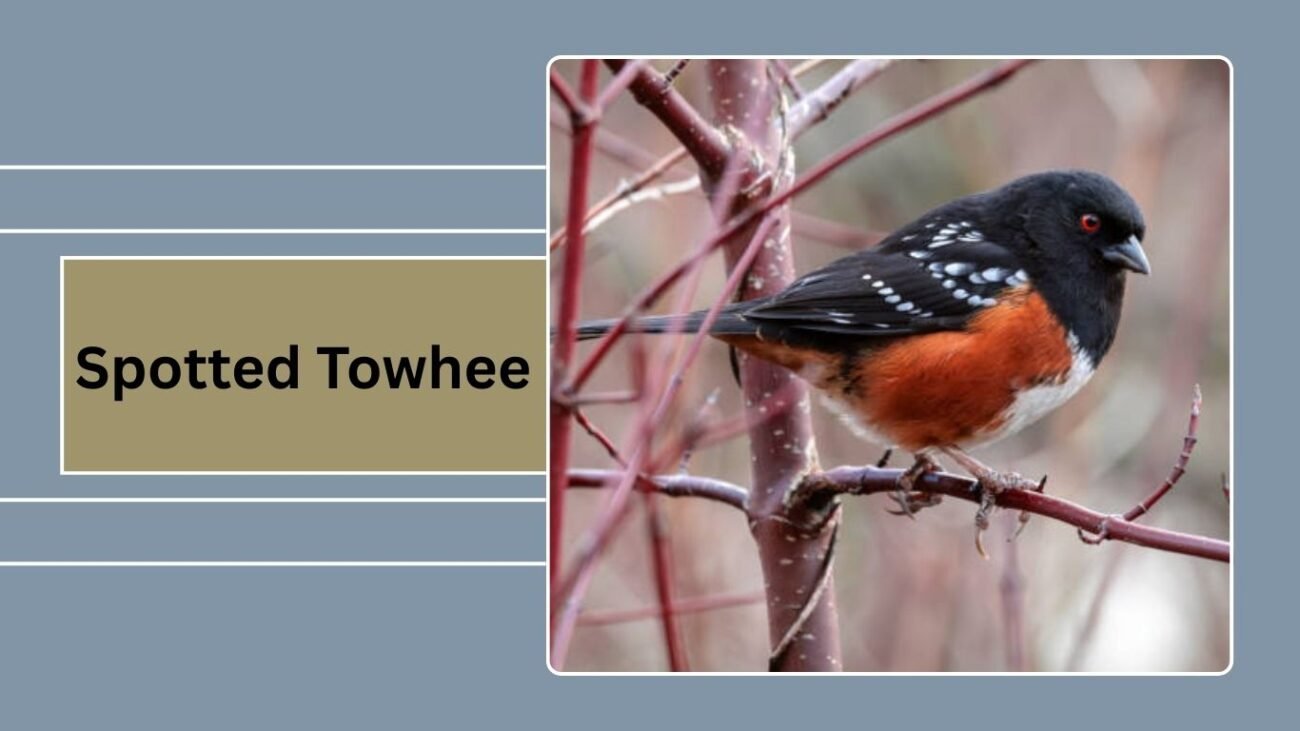 Spotted Towhee