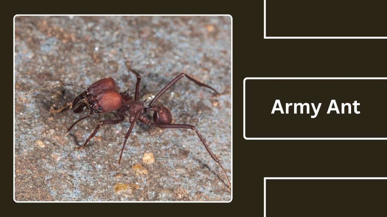 Army Ant