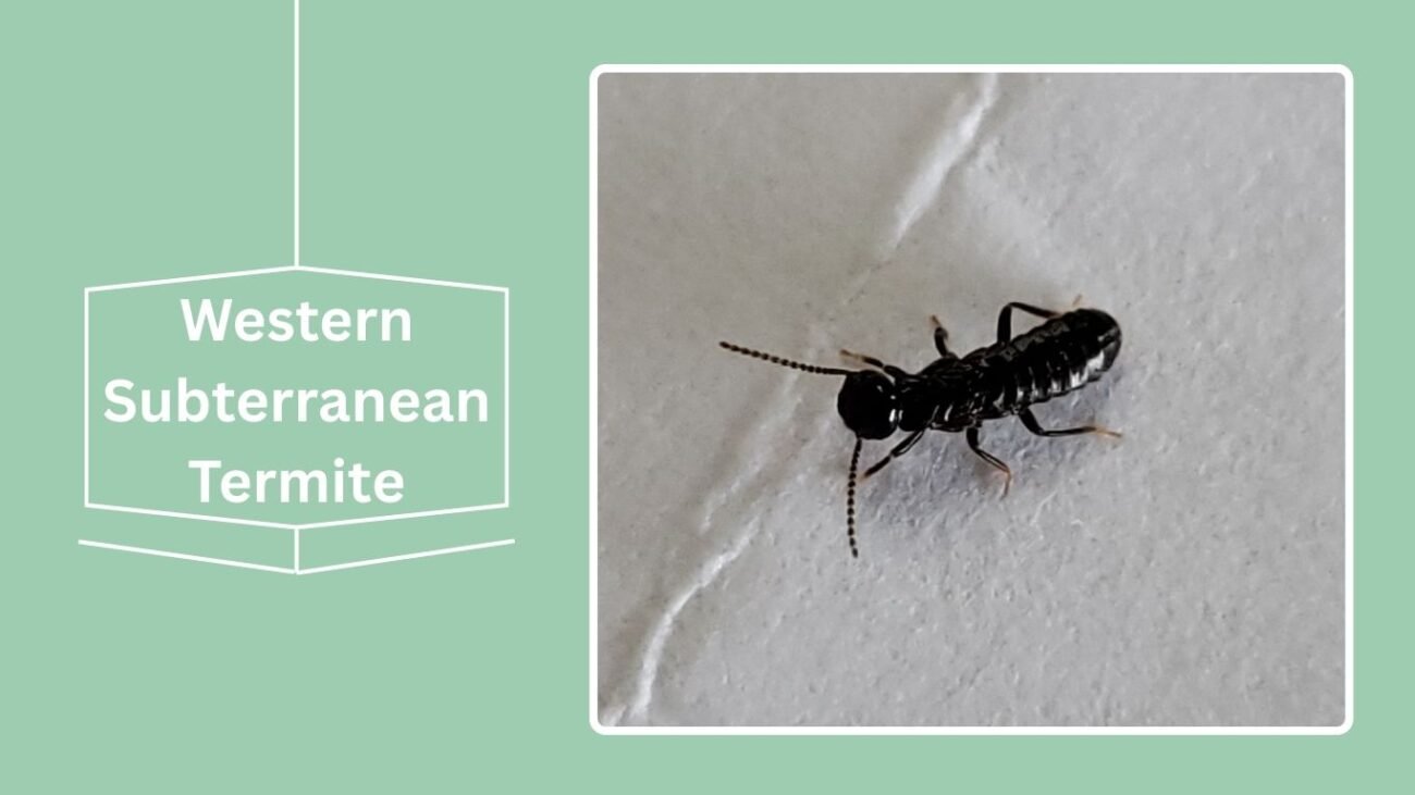 Western Subterranean Termite