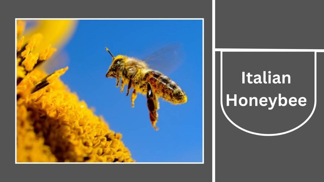 Italian Honeybee (Apis mellifera ligustica)
