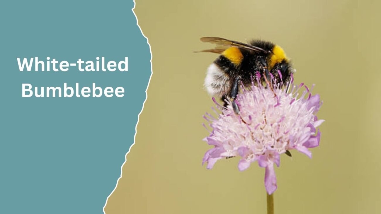 White-tailed Bumblebee (Bombus lucorum)
