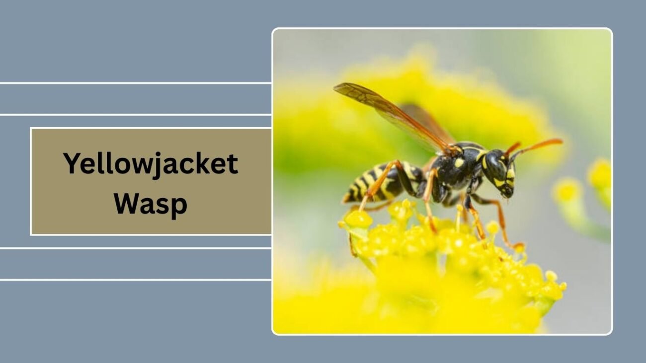 Yellowjacket Wasp