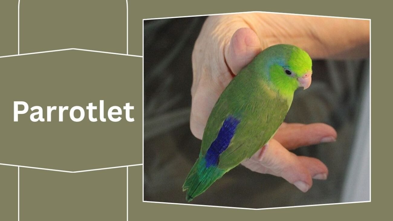 Parrotlet