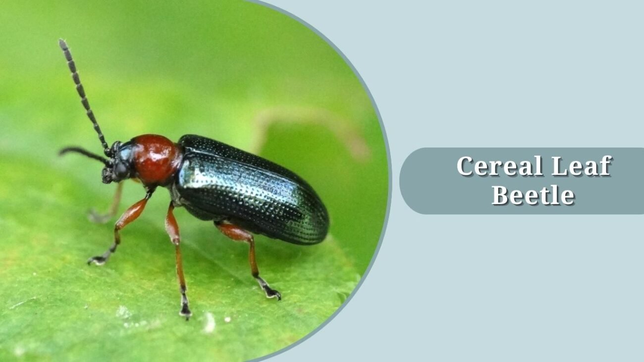 Cereal Leaf Beetle