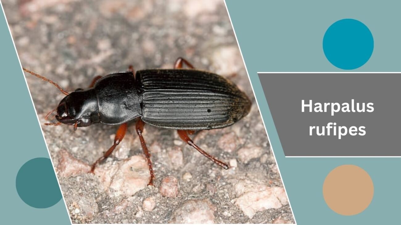 Harpalus rufipes