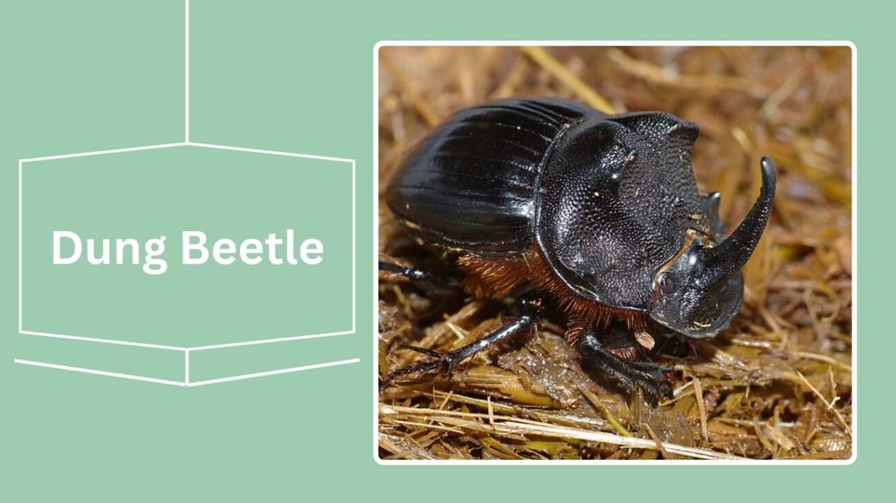 Dung Beetle