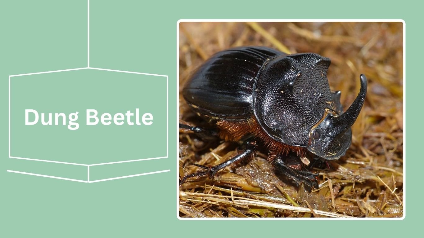 12 Types of Scarab Beetle: Identification with Pictures
