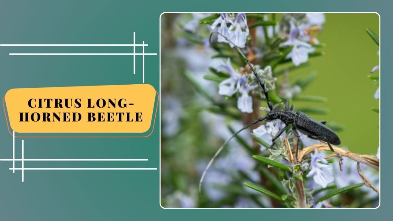 Citrus Long-horned Beetle