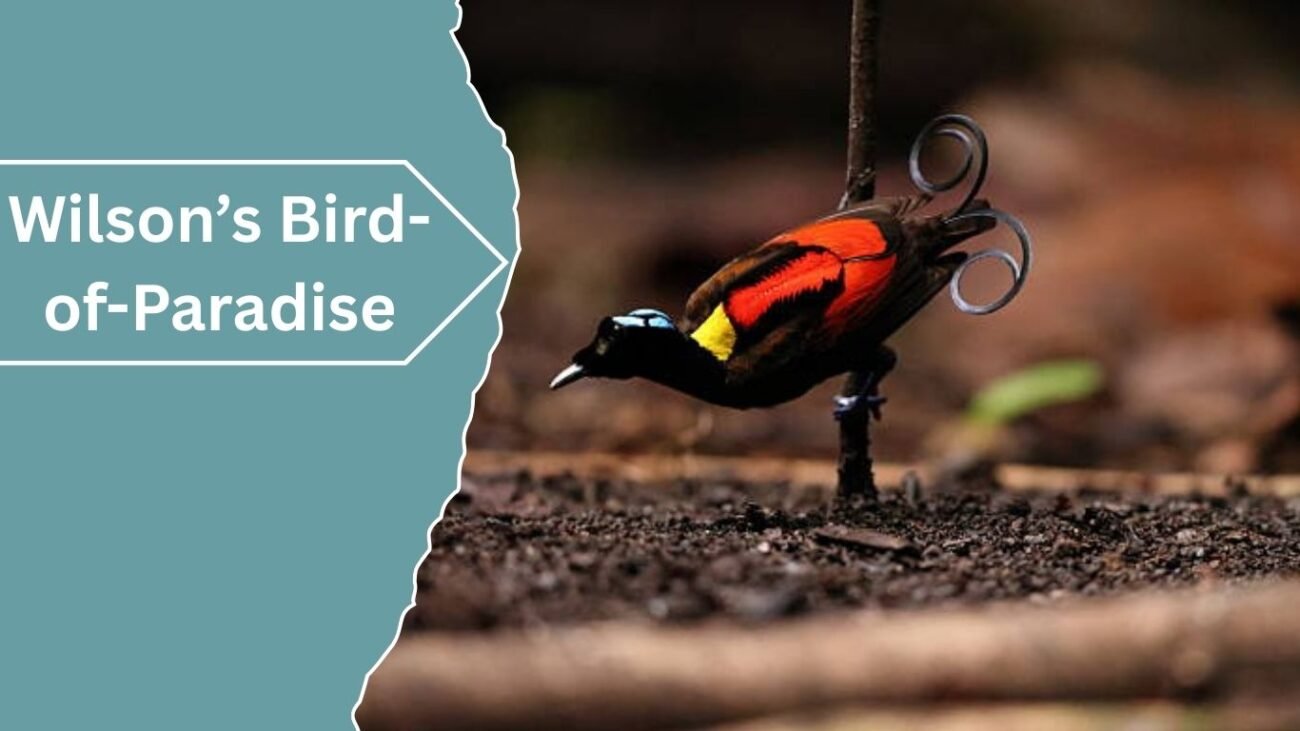 Wilson’s Bird-of-Paradise