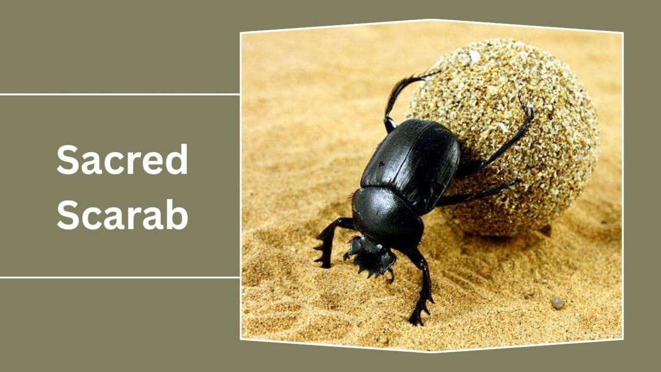 Sacred Scarab