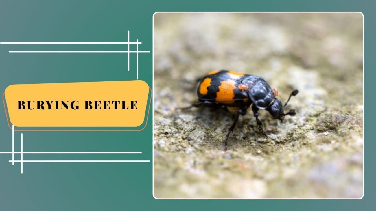 Burying Beetle (Nicrophorus vespilloides)