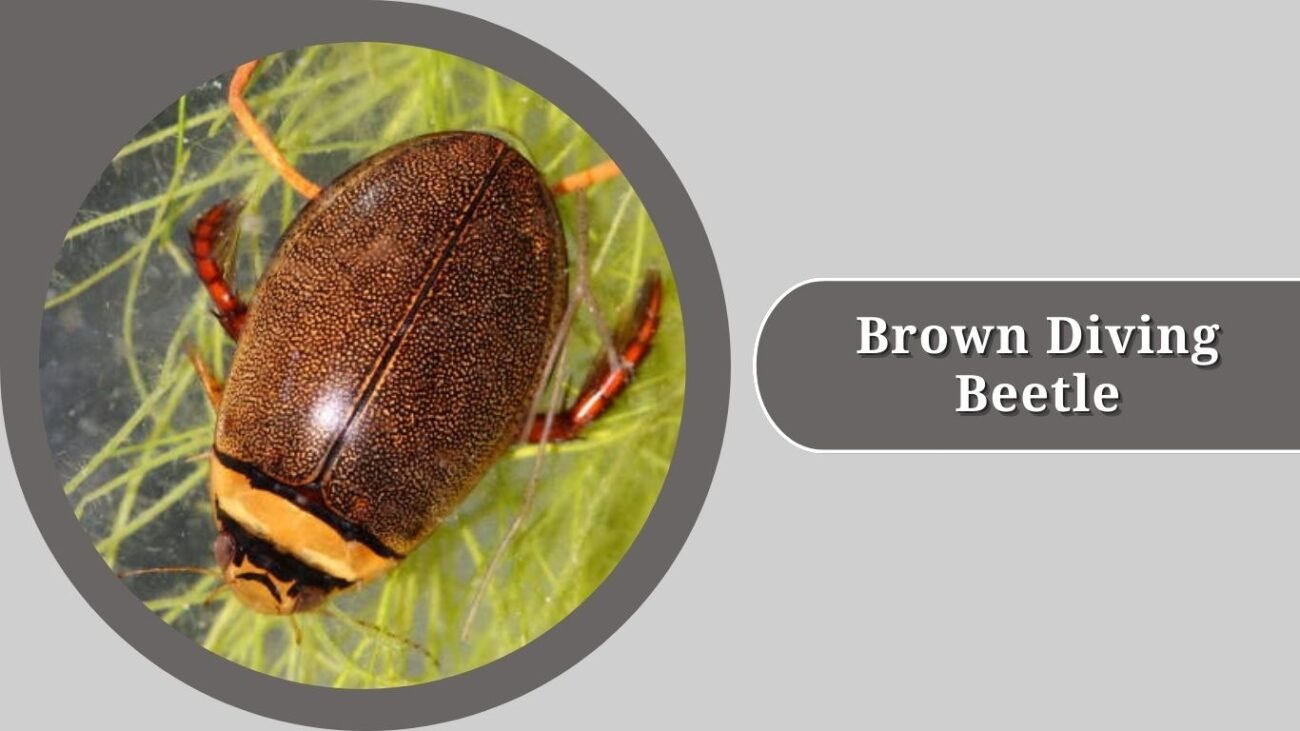 Brown Diving Beetle (Ilybius fenestratus)