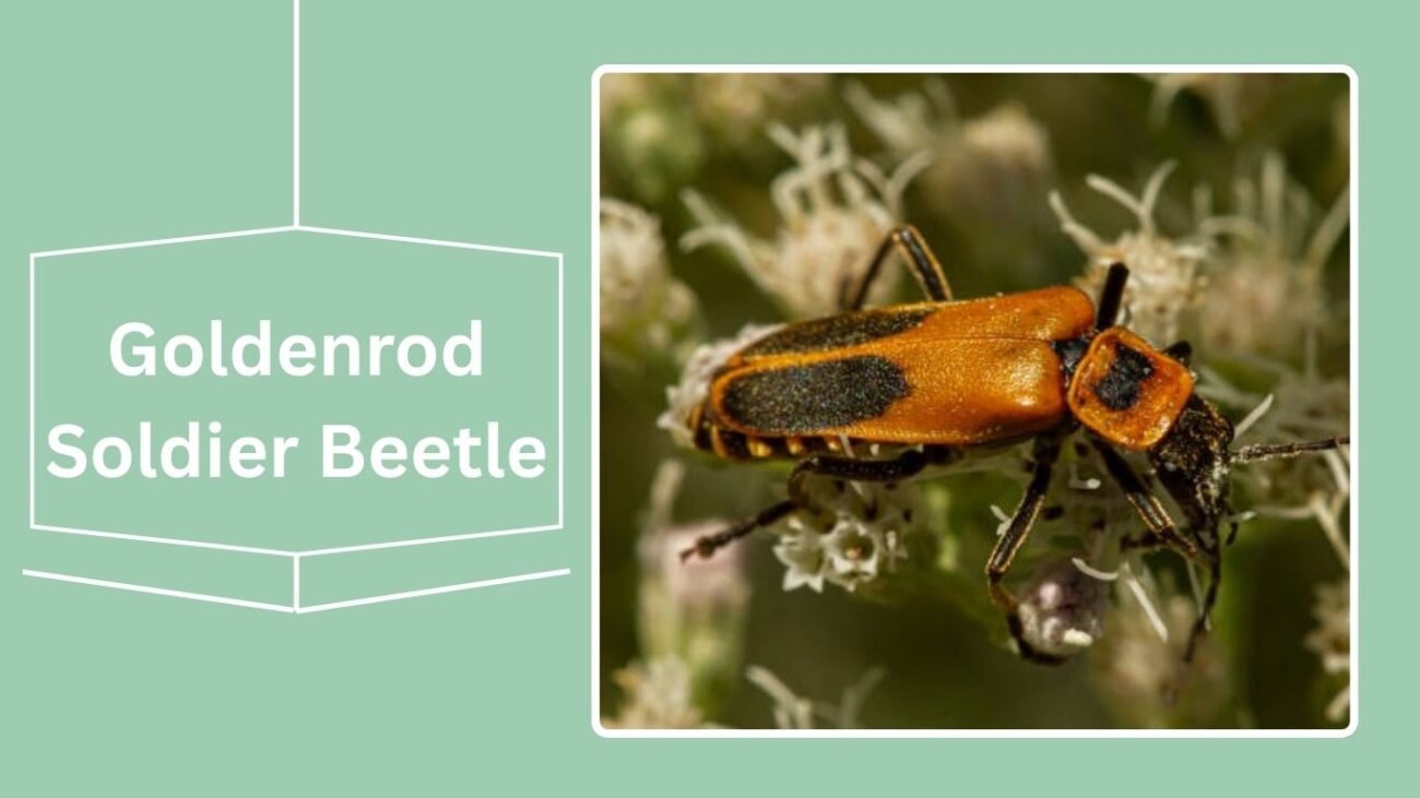 Goldenrod Soldier Beetle (Chauliognathus pensylvanicus)
