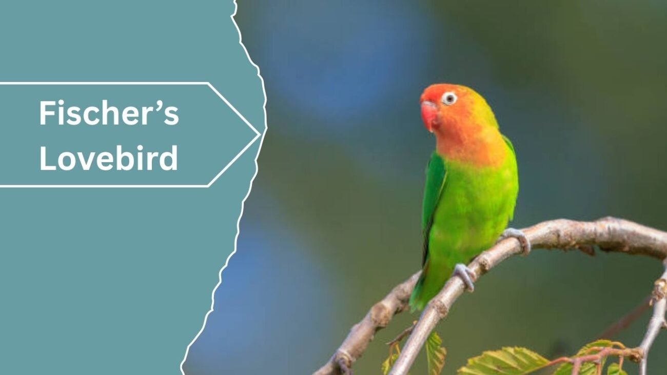 Fischer’s Lovebird