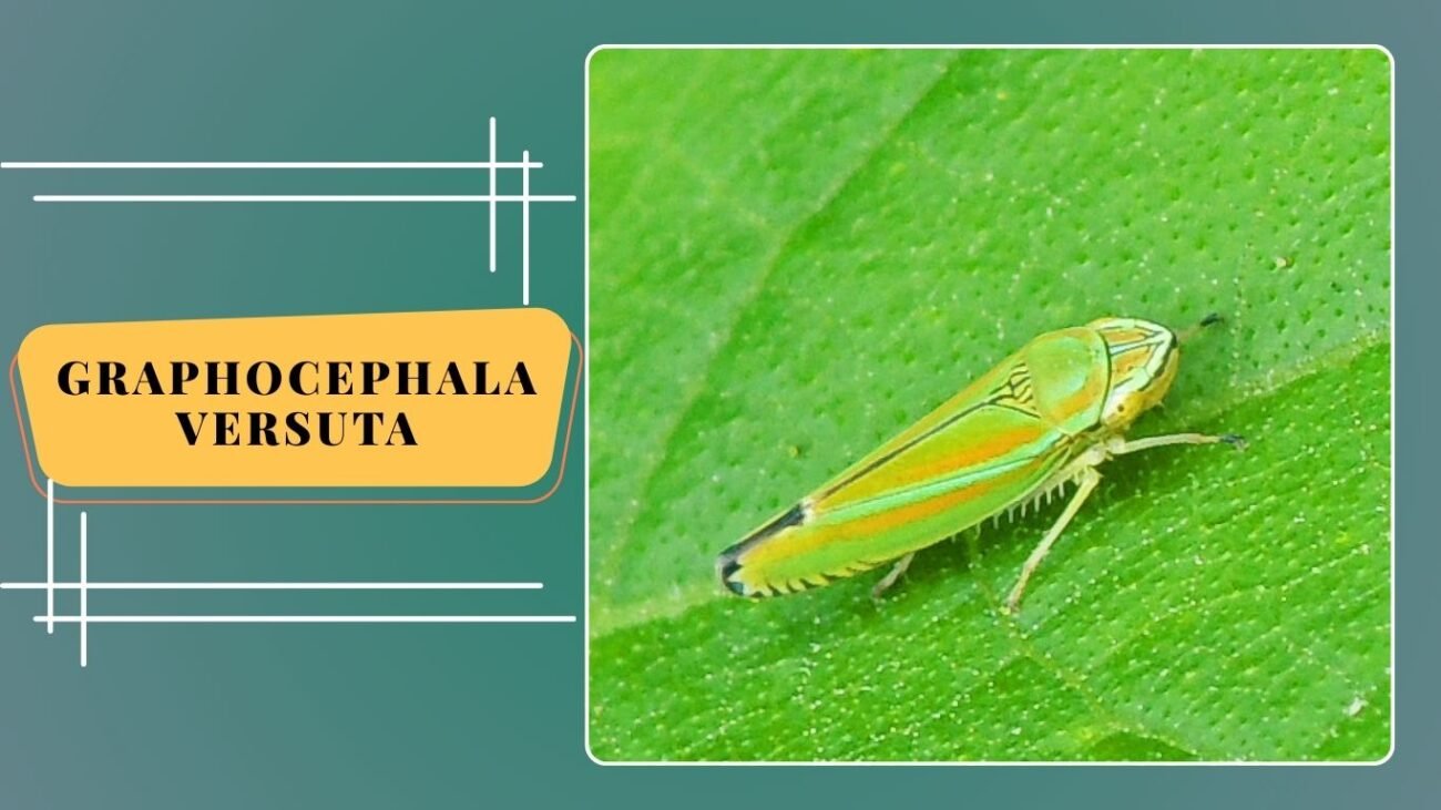 Graphocephala versuta