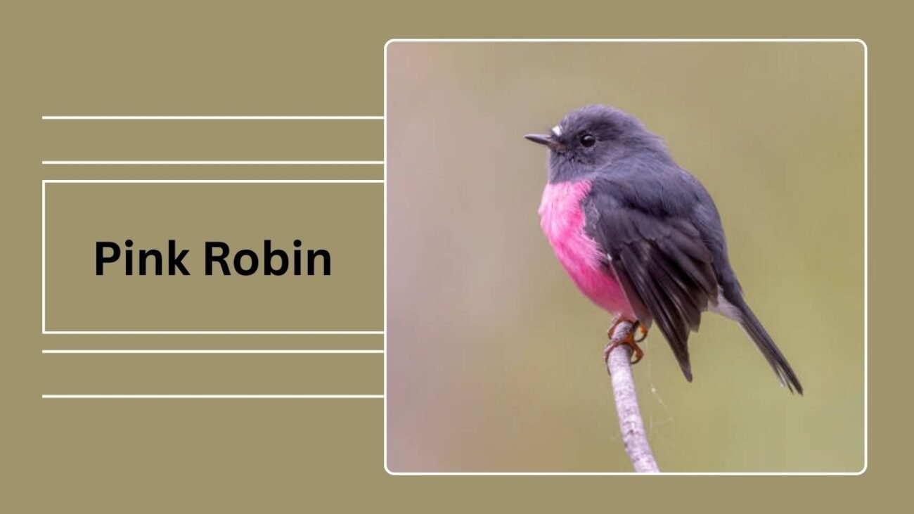 Pink Robin