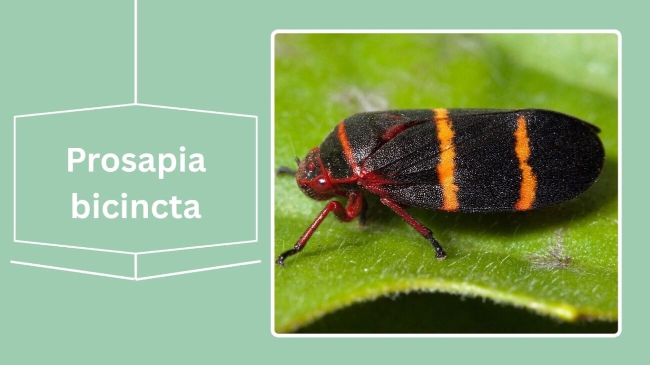 Prosapia bicincta
