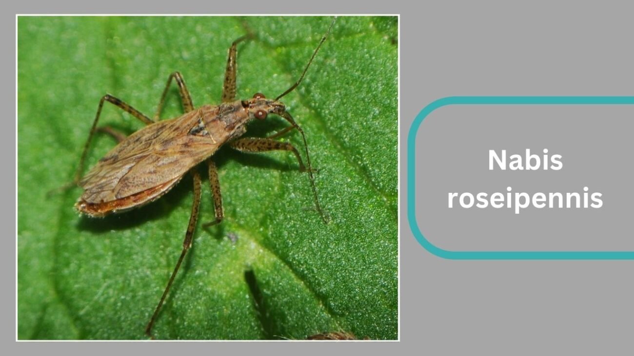 Nabis roseipennis