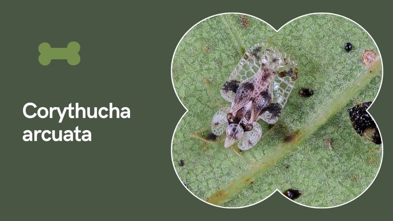 Corythucha arcuata (Oak Lace Bug)