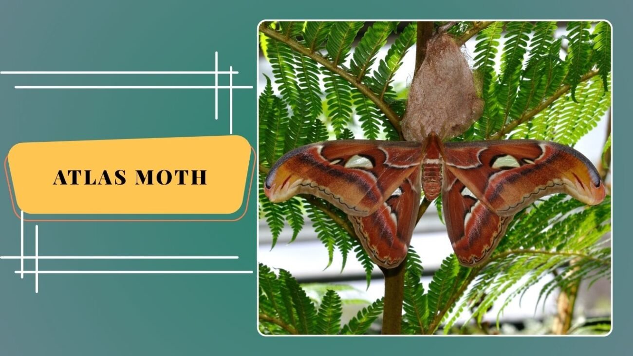 Atlas Moth (Attacus atlas)