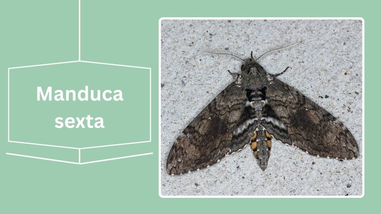 Manduca sexta (Carolina Sphinx)