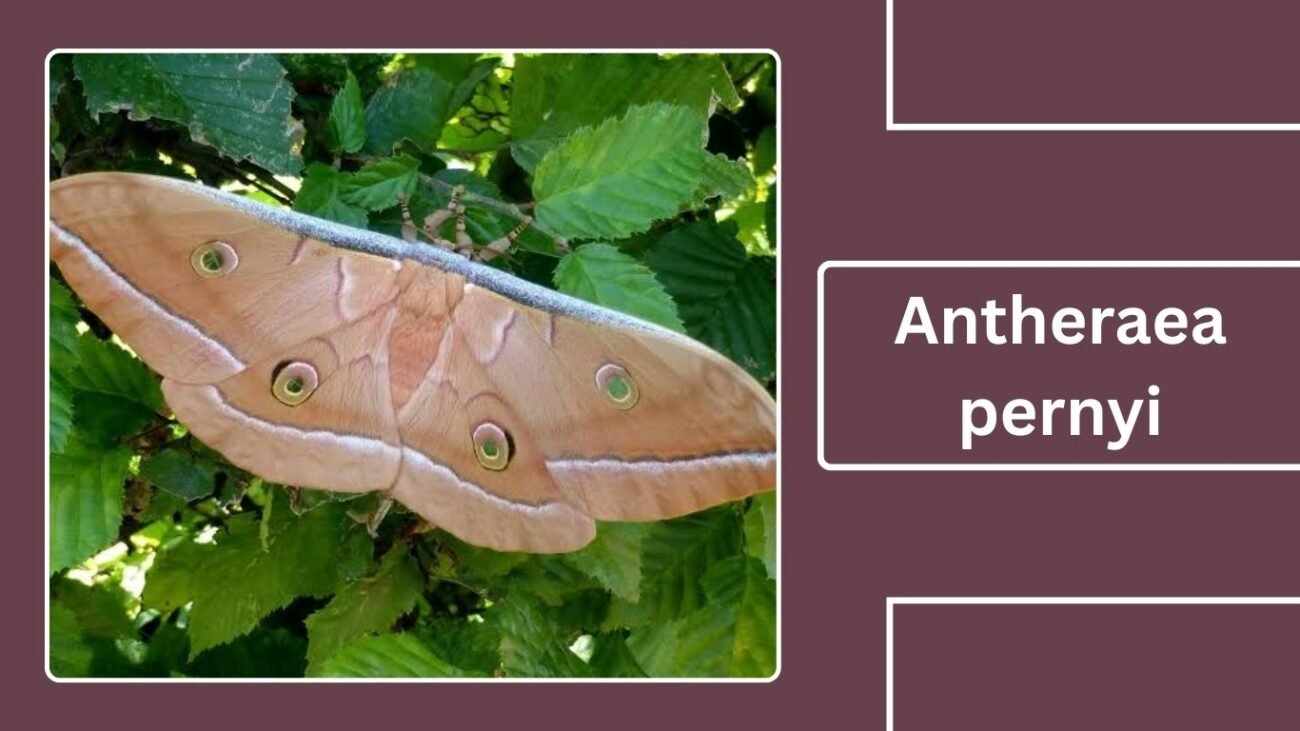Antheraea pernyi (Chinese Tussar Moth)