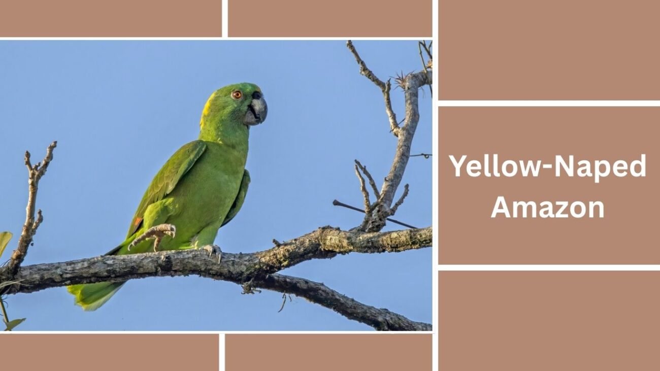 Yellow-Naped Amazon