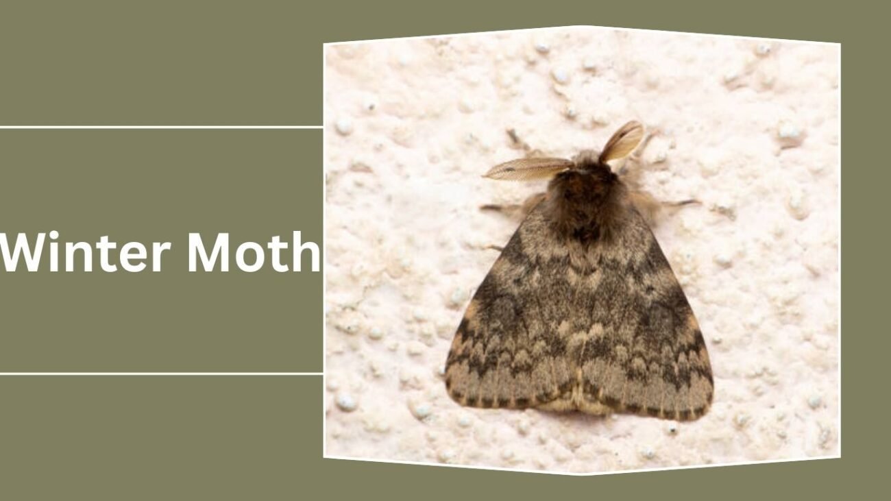 Winter Moth (Operophtera brumata)