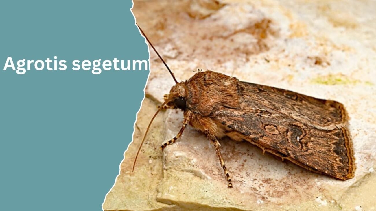 Agrotis segetum (Turnip Moth)