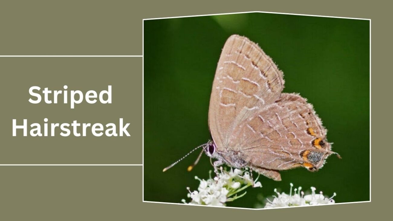 Striped Hairstreak