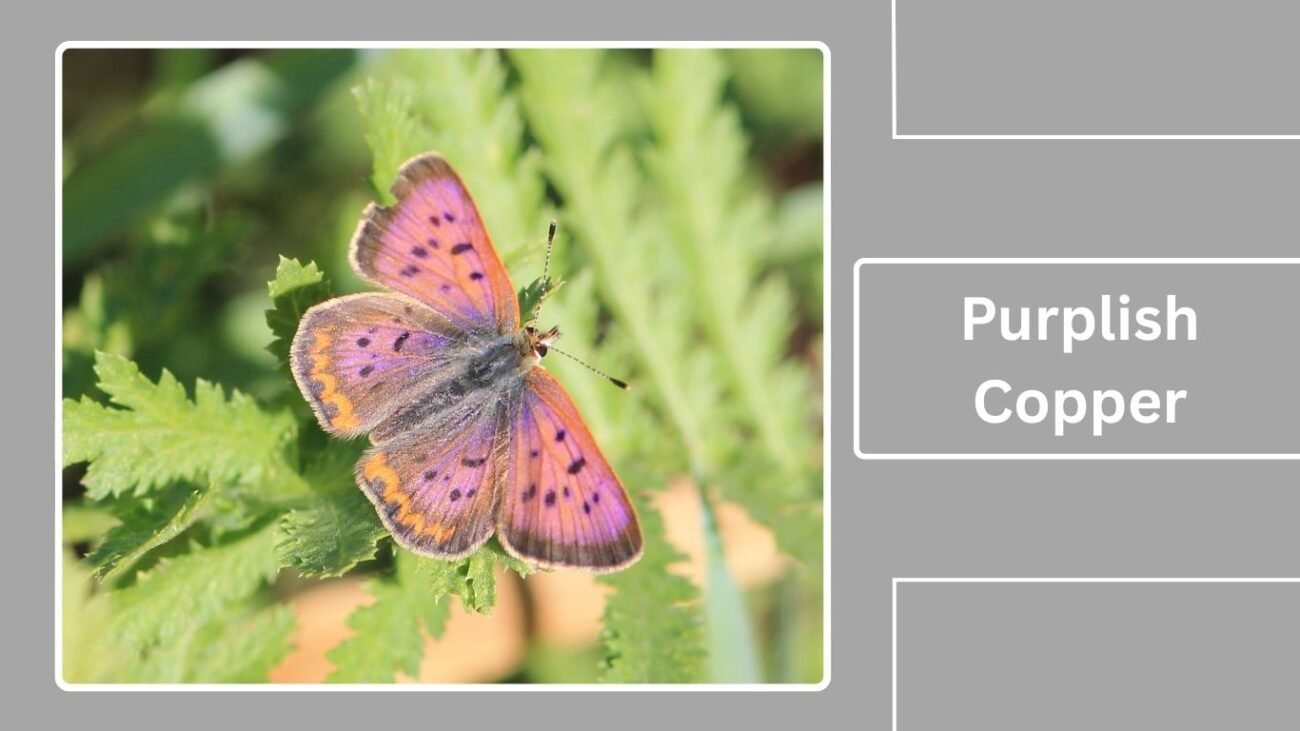 Purplish Copper (Lycaena helloides)