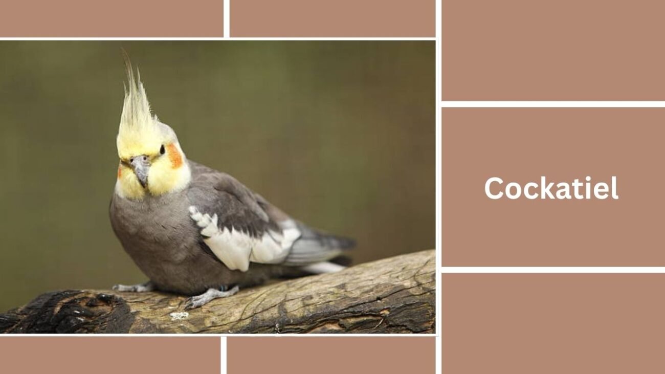 Cockatiel