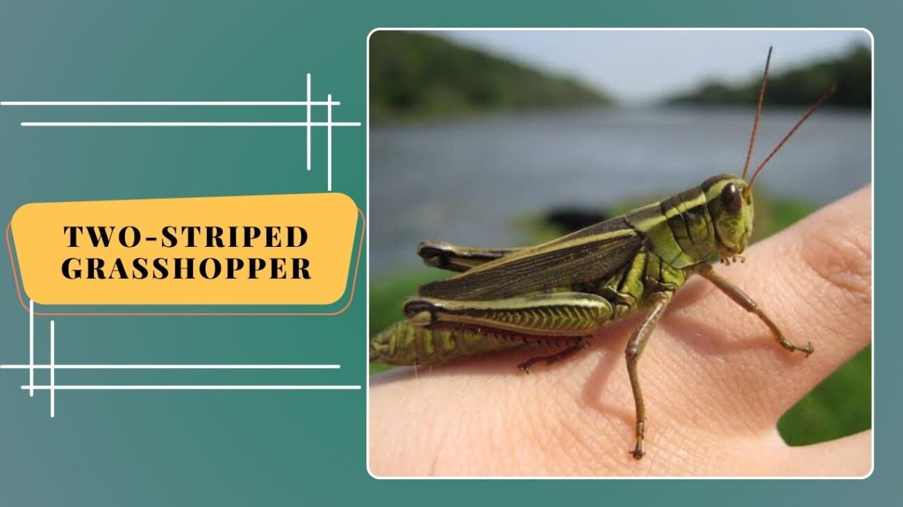 Two-striped Grasshoppe