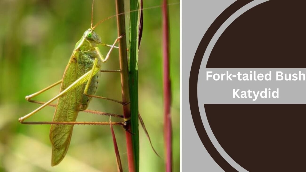 Fork-tailed Bush Katydid