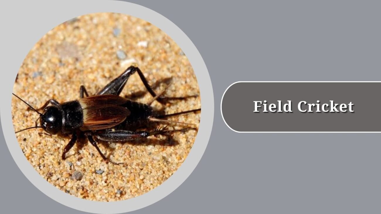 Field Cricket