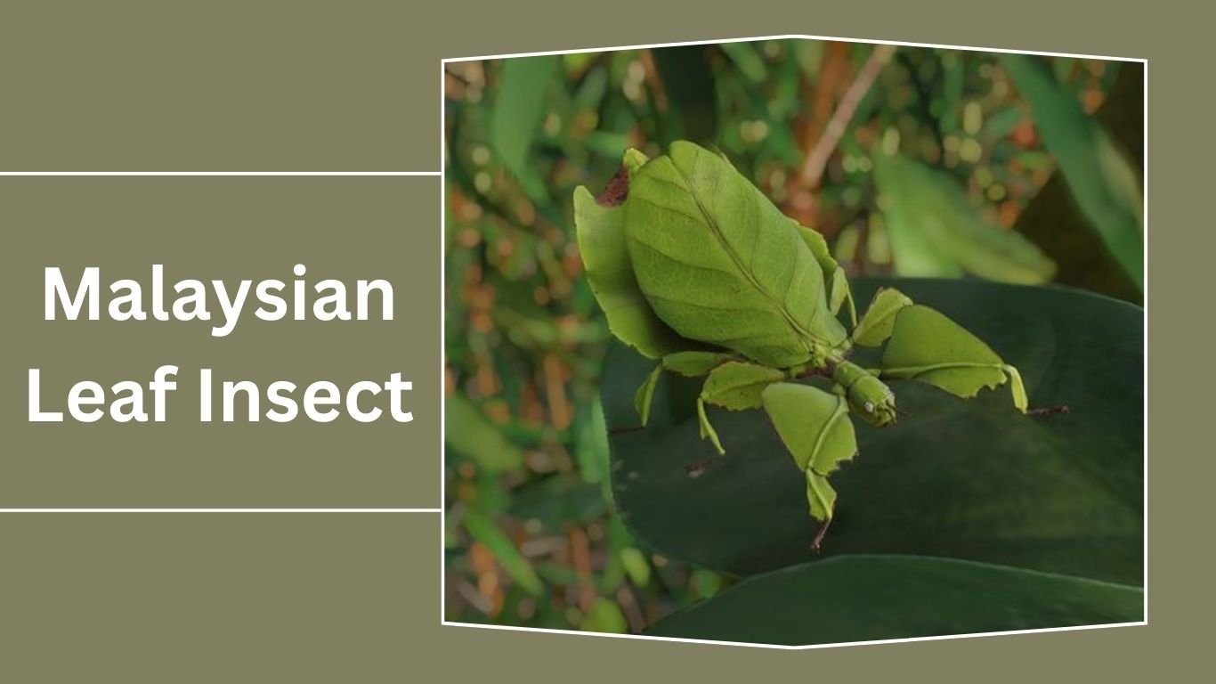 15 Types of Leaf Insect: Identification With Picture