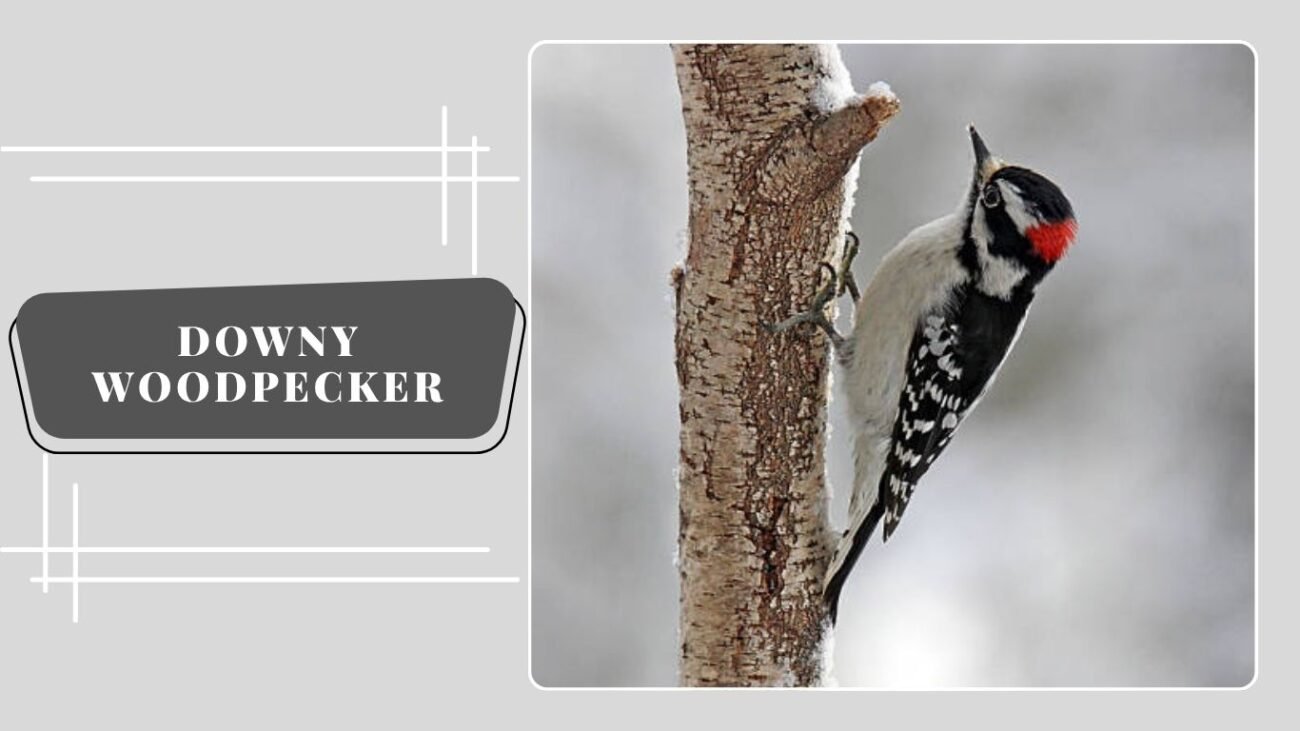 Downy Woodpecker