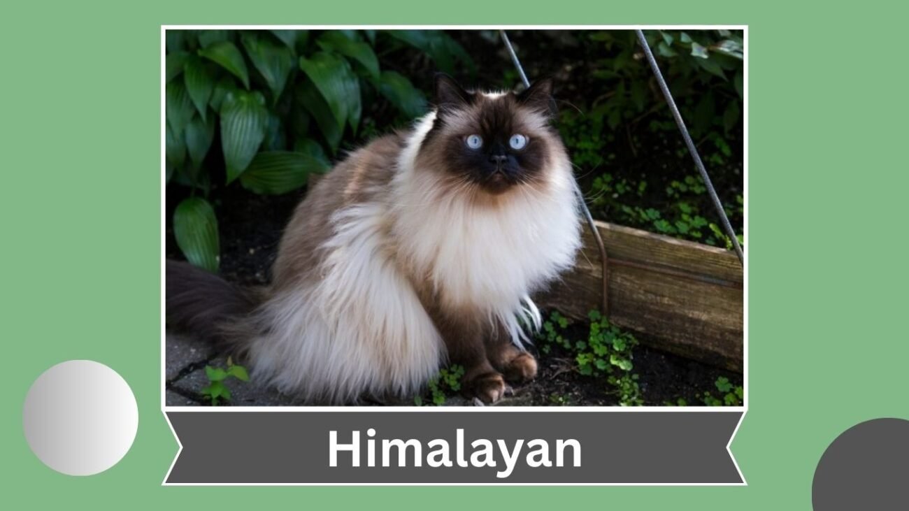 Himalayan