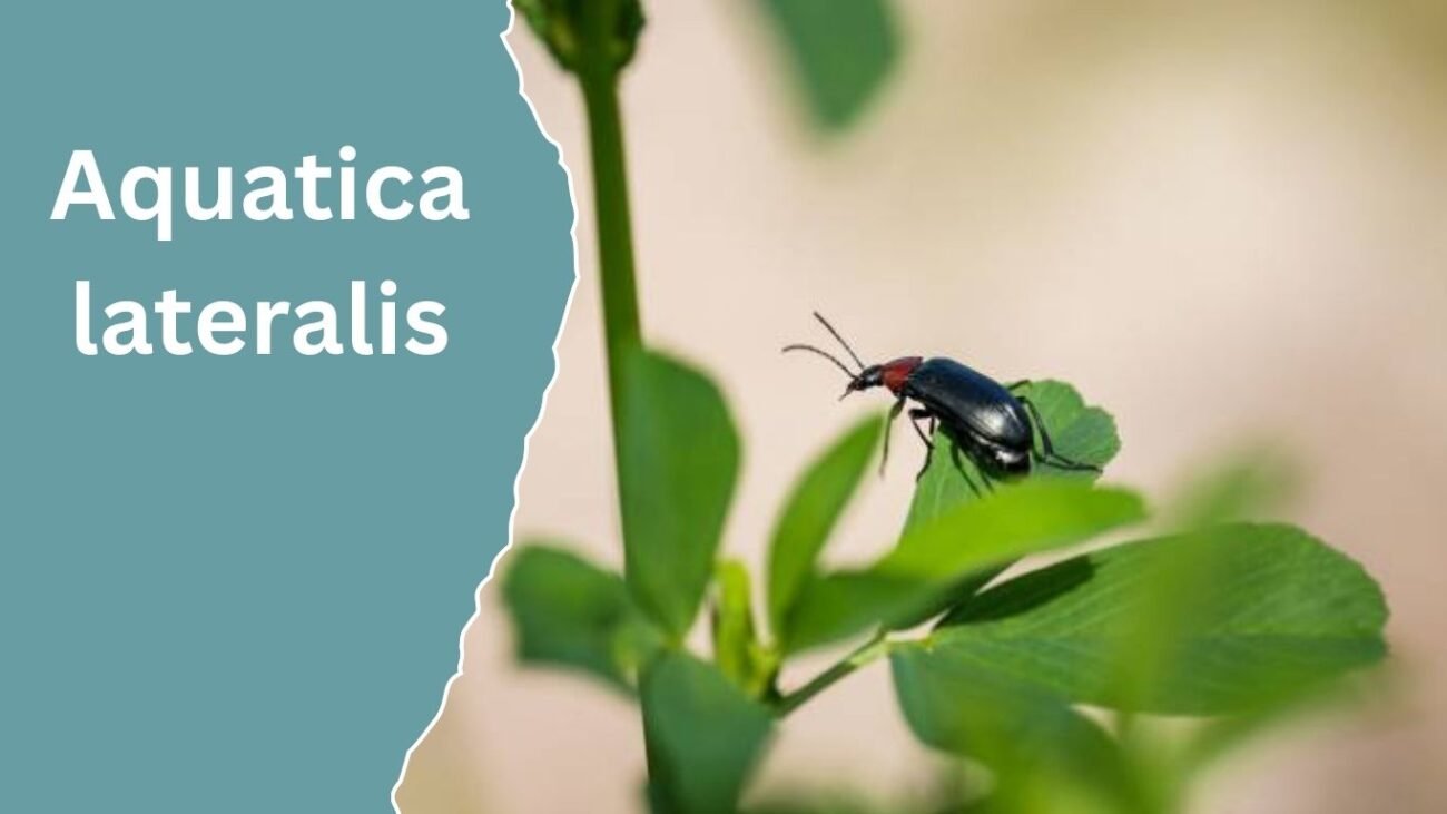 Aquatica lateralis