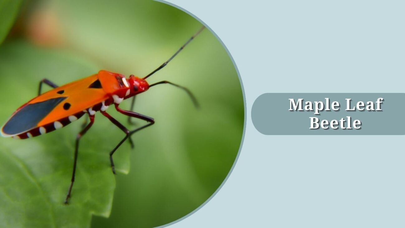 Maple Leaf Beetle