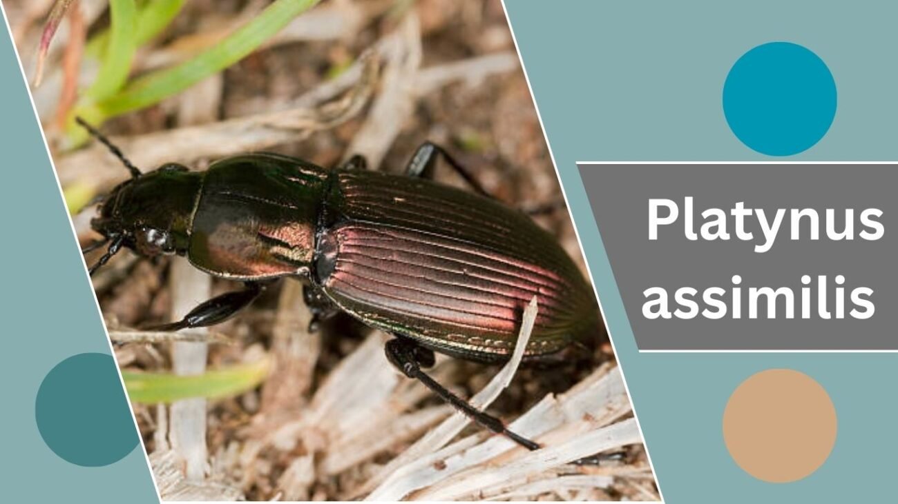 Platynus assimilis