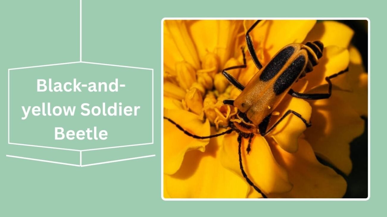 Black-and-yellow Soldier Beetle (Cantharis annularis)