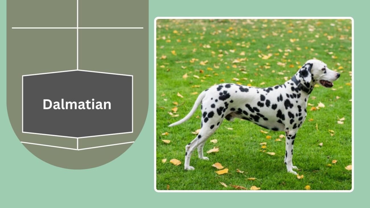 Dalmatian