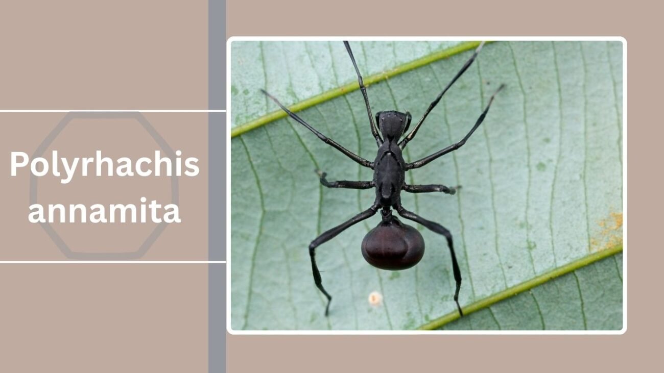Polyrhachis annamita