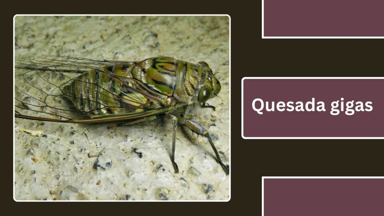 Quesada gigas
